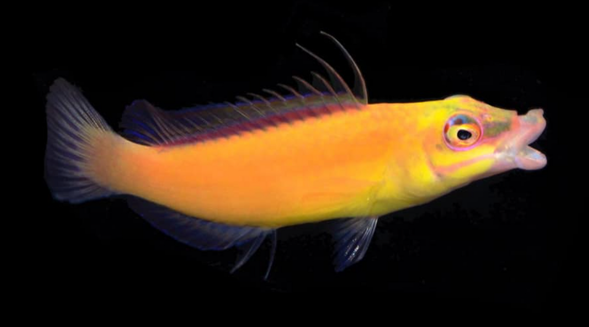 Mauritius Mystery Wrasse
