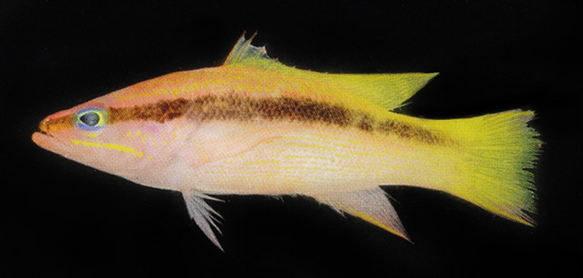 Ribbon Basslet