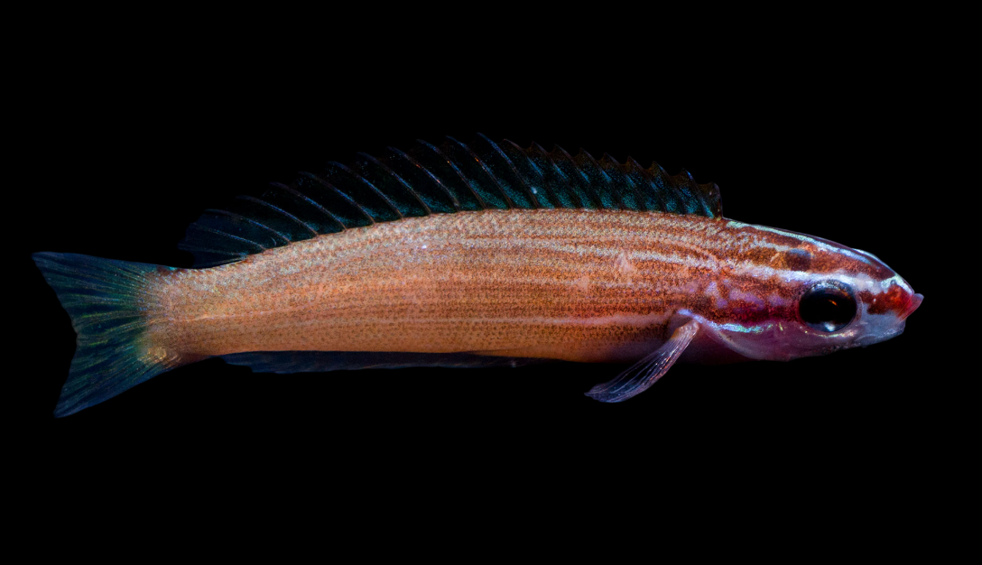 Redspot Wrasse
