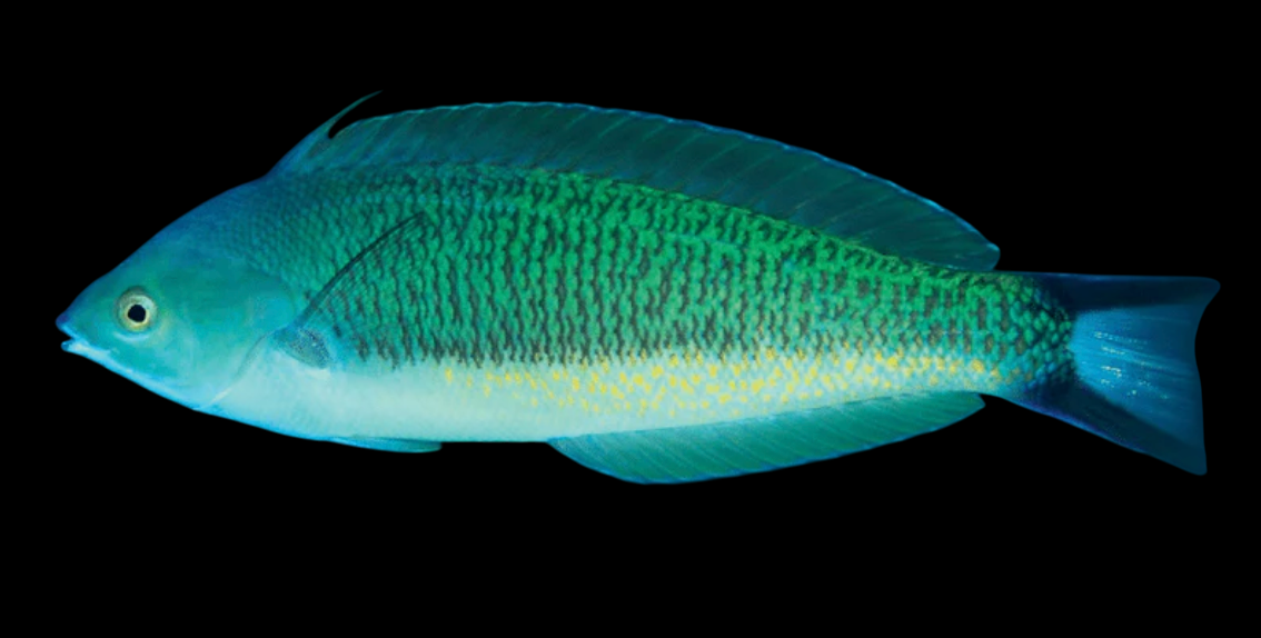 Torpedo Wrasse