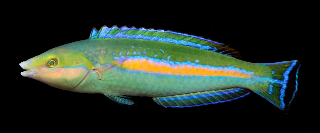 Pencil Wrasse