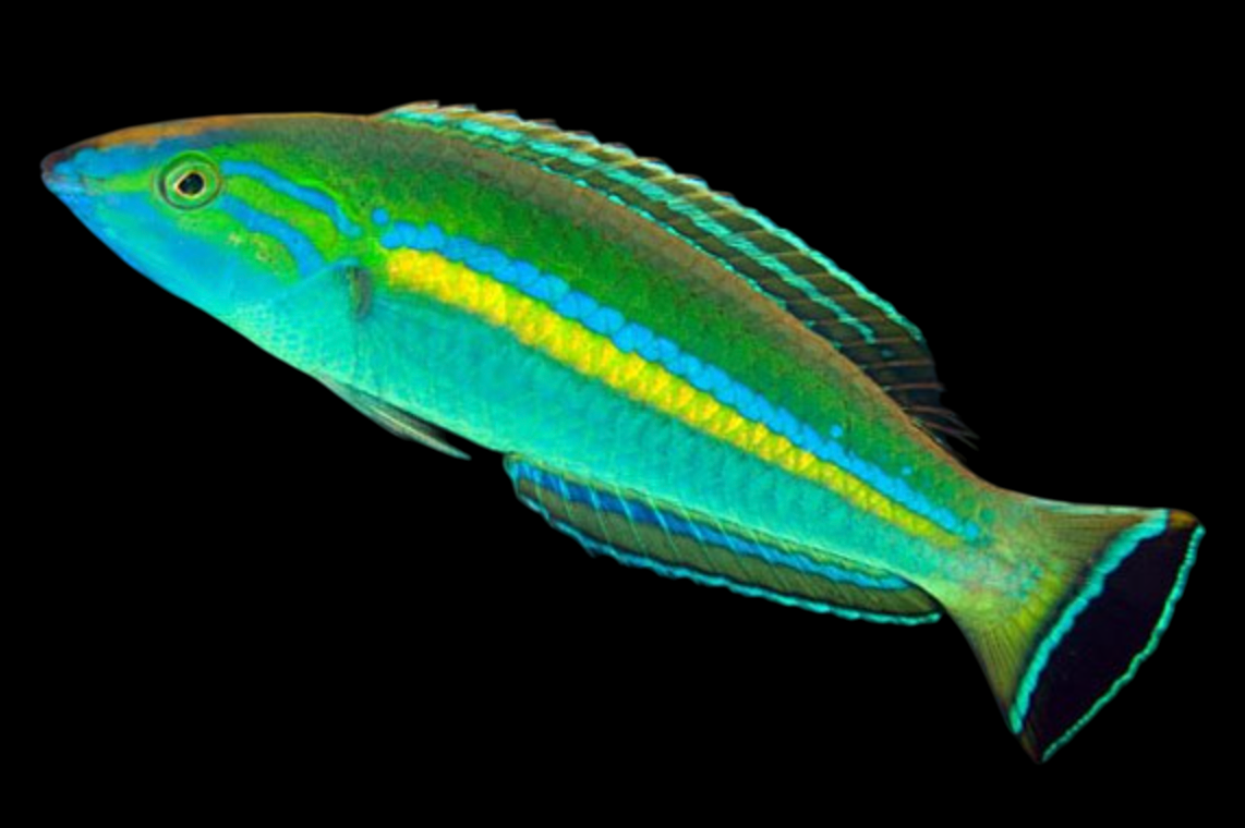 Smalltail Pencil Wrasse