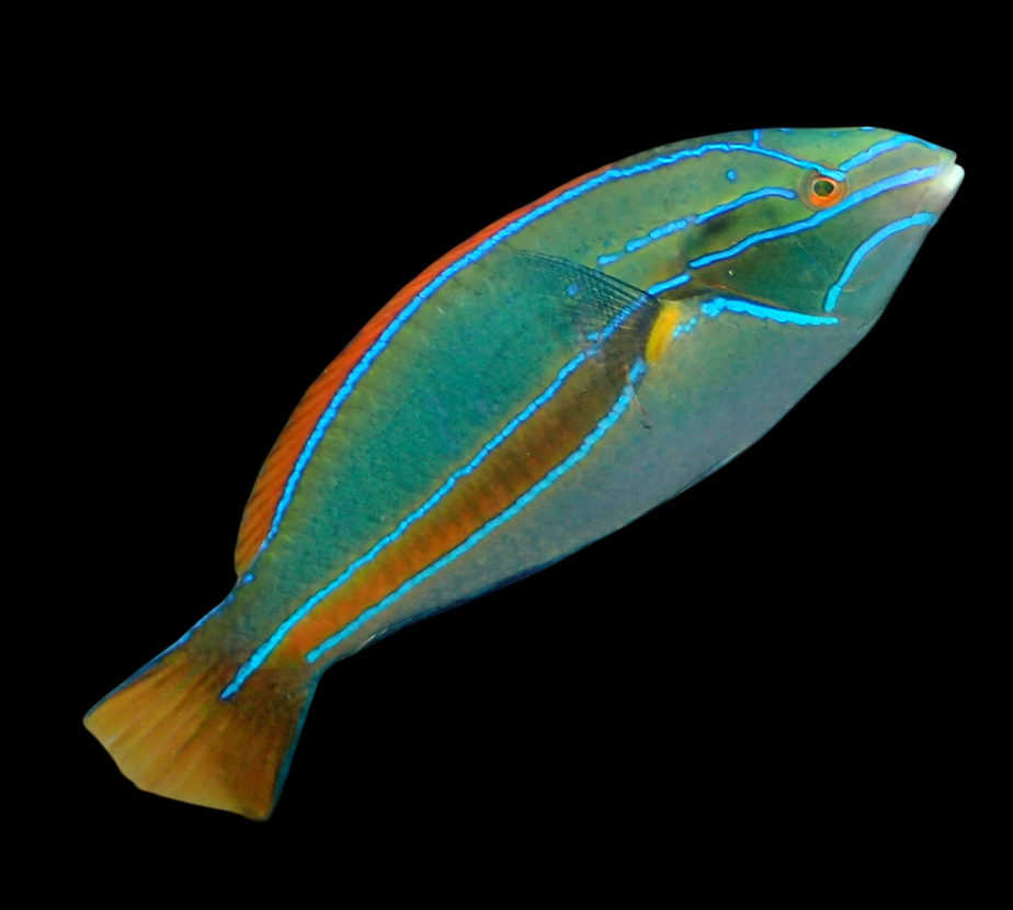 Pf. Belted Wrasse