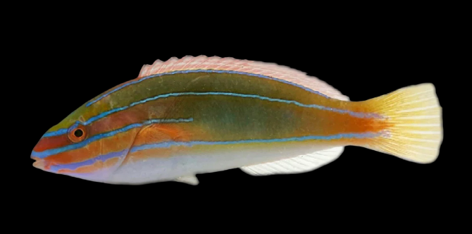Threelined Wrasse