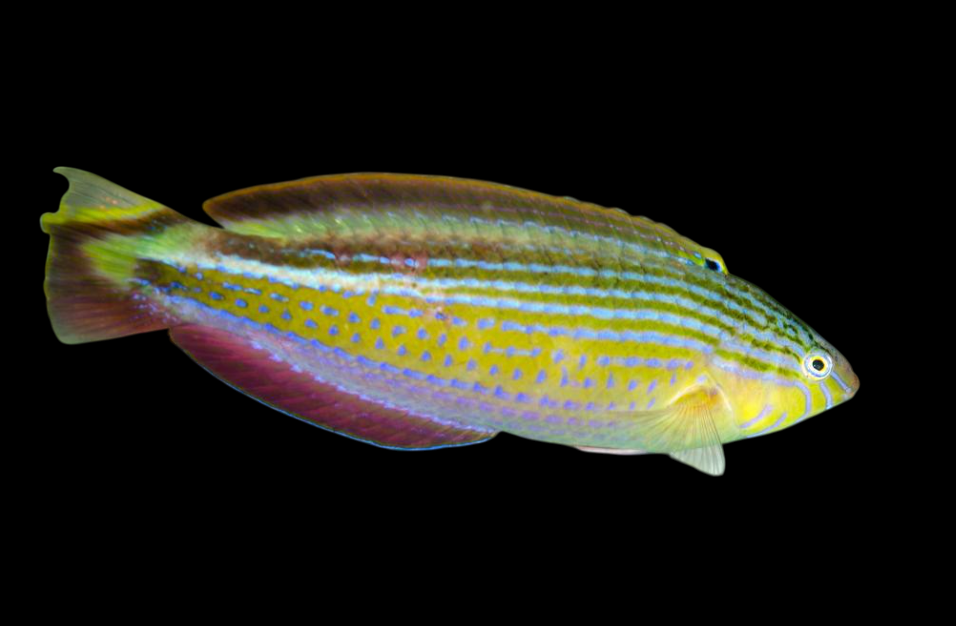 Rainbow Slender Wrasse