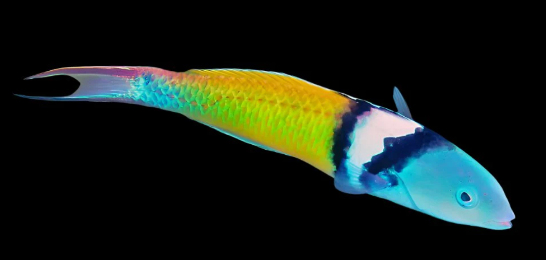 Bluehead Wrasse