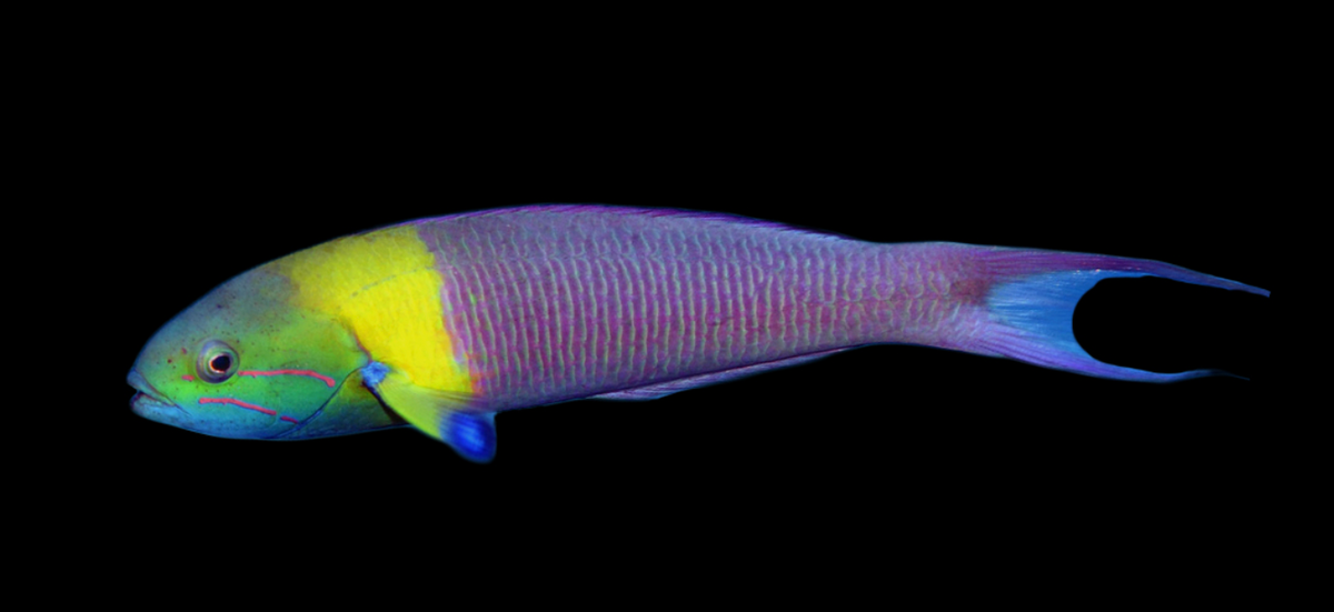 Blunthead Wrasse