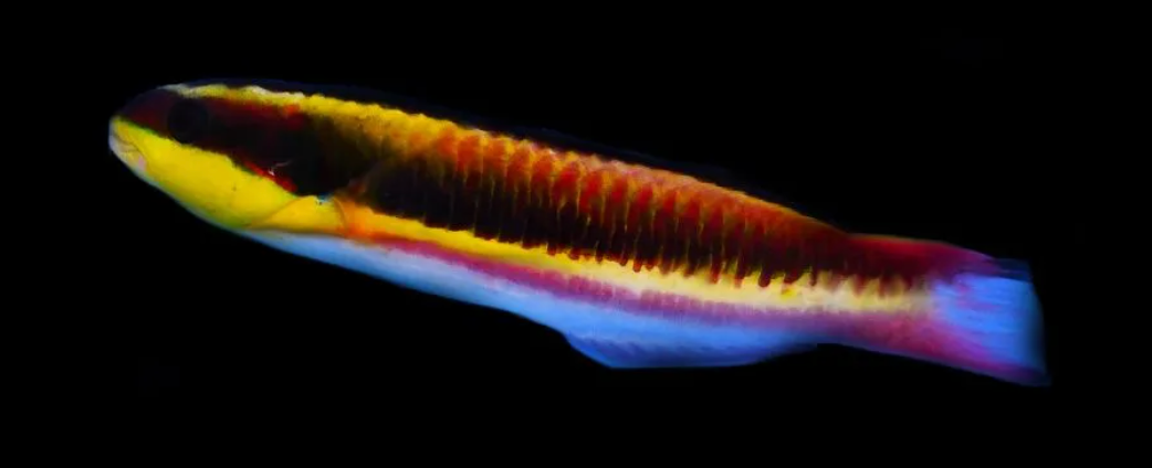 Mexican Rainbow Wrasse