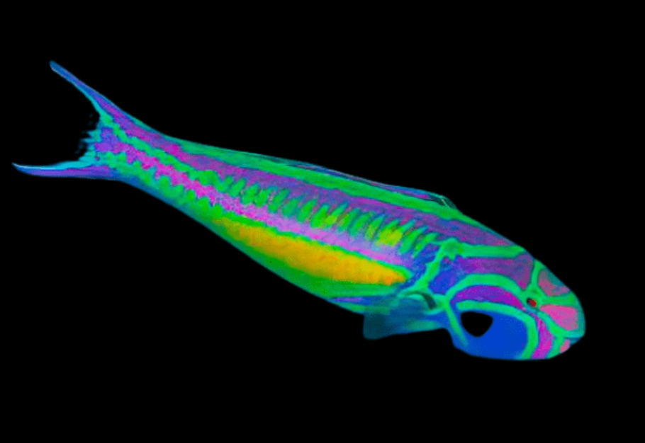 Fivestripe Wrasse