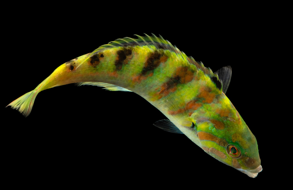 Hardwicke Wrasse