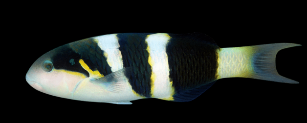 Jansen's Wrasse