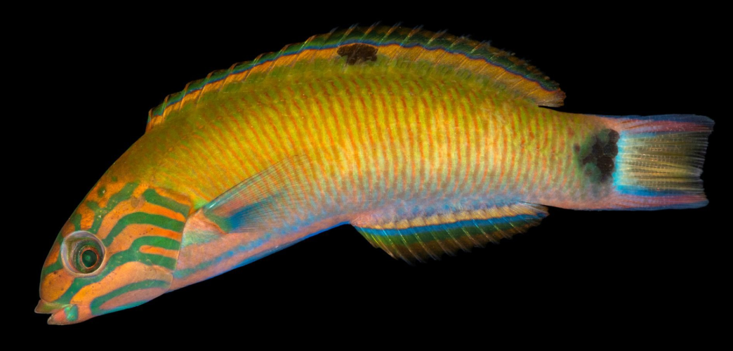 Lyretail Wrasse