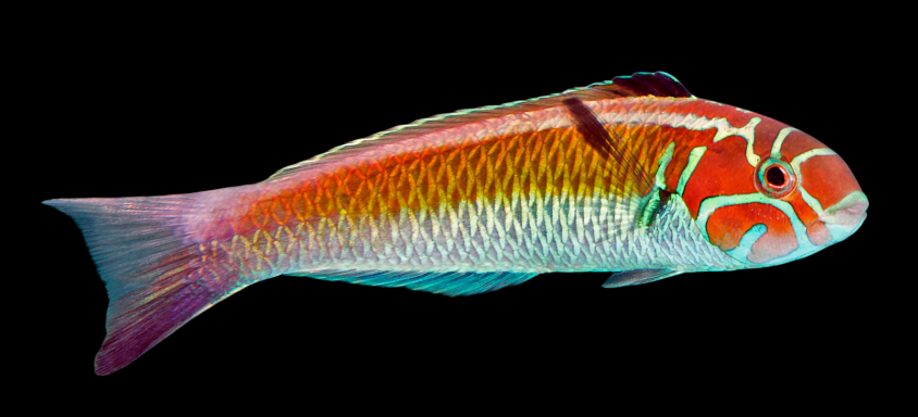 Noronha Wrasse