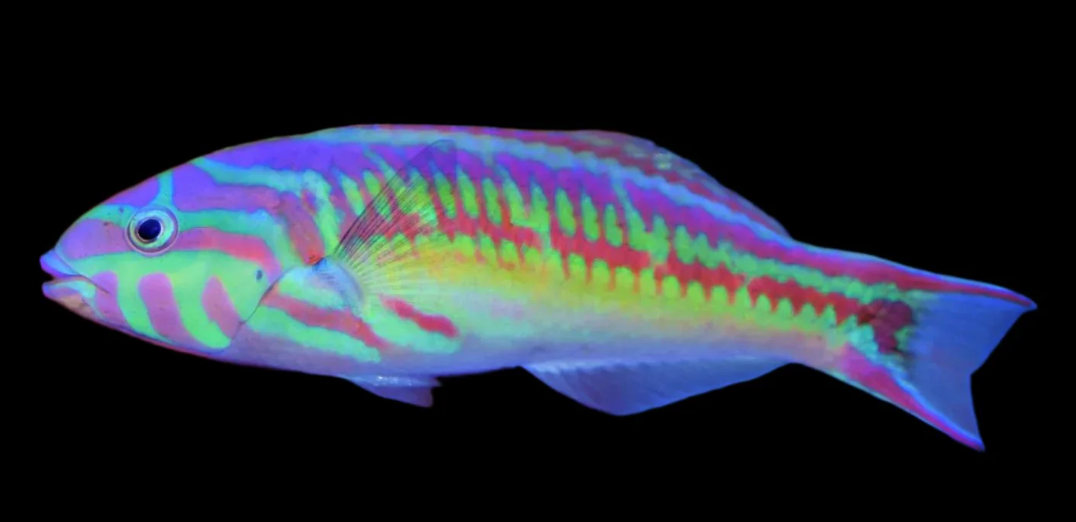 Rainbow Wrasse