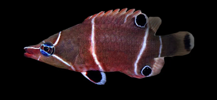 White Banded Possum Wrasse
