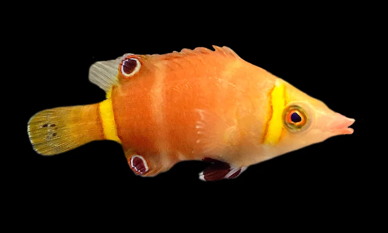 Yellow Banded Possum Wrasse