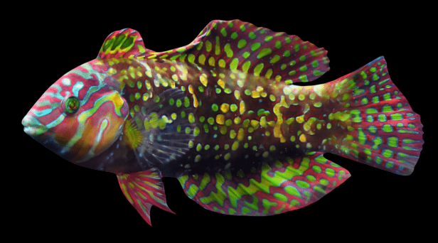 Gold Nugget Wrasse