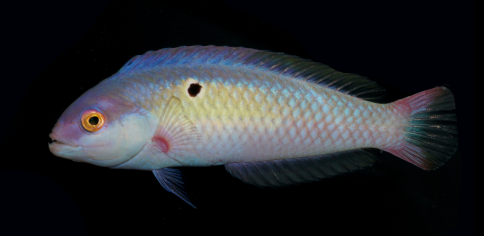 Halstead's Wrasse