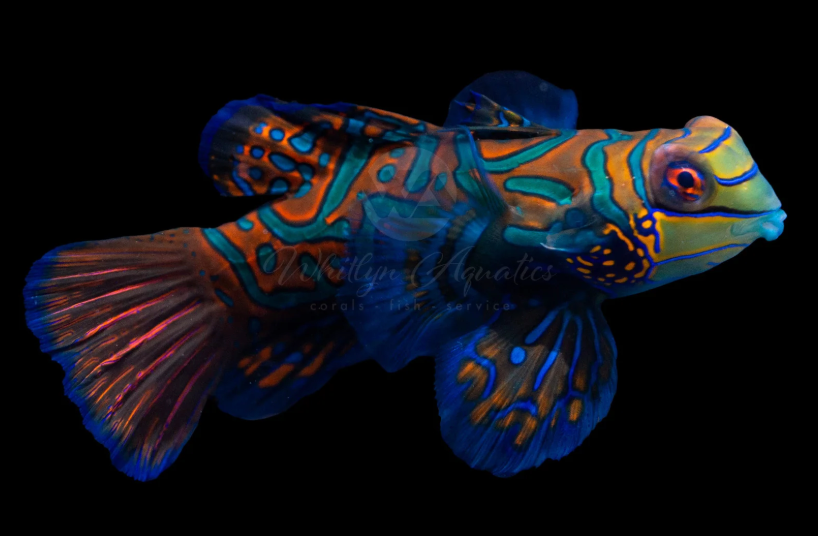 Green Mandarin Dragonet