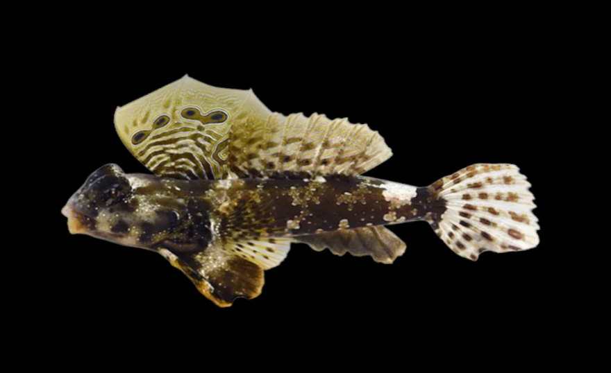 Ocellated Dragonet