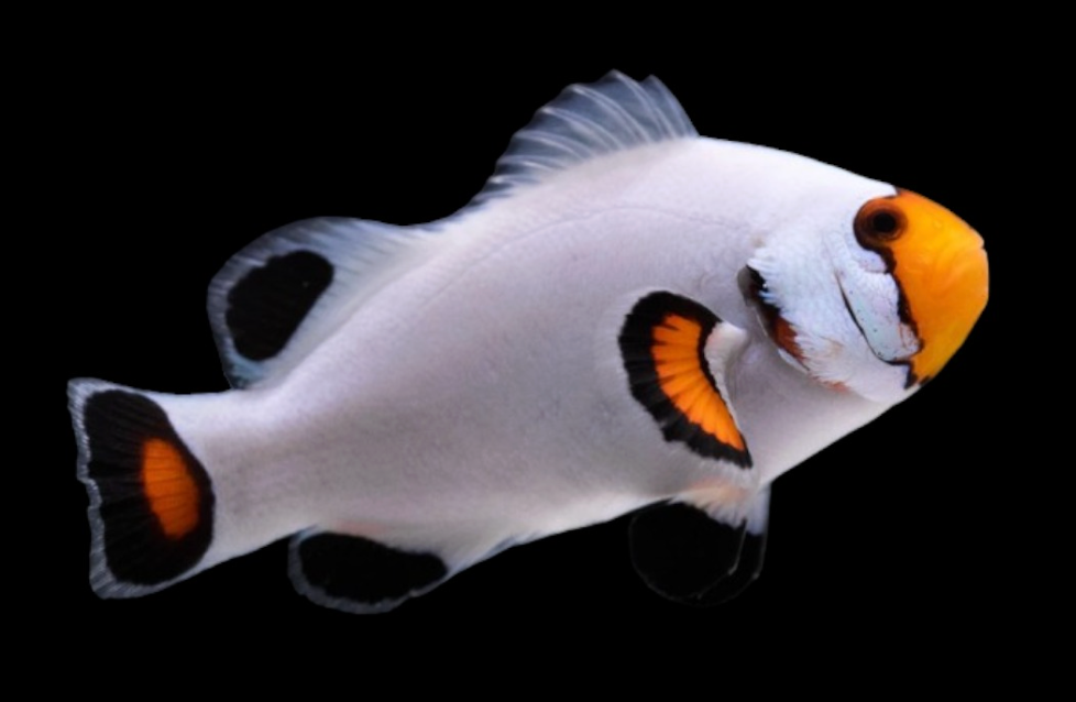 Maine Blizzard Percula Clownfish