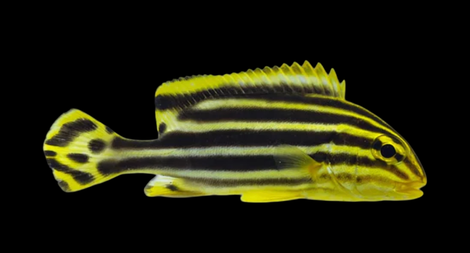 Striped Sweetlips Grunt