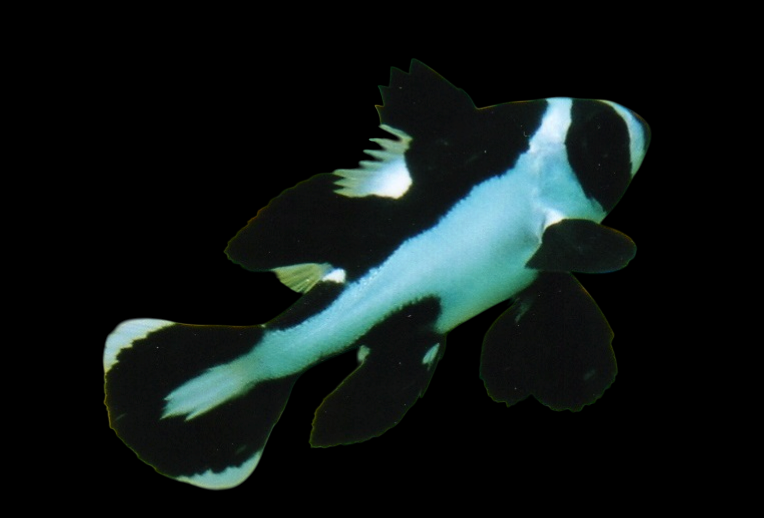 Macolor Niger Grunt