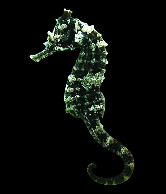 Black Erectus Seahorse