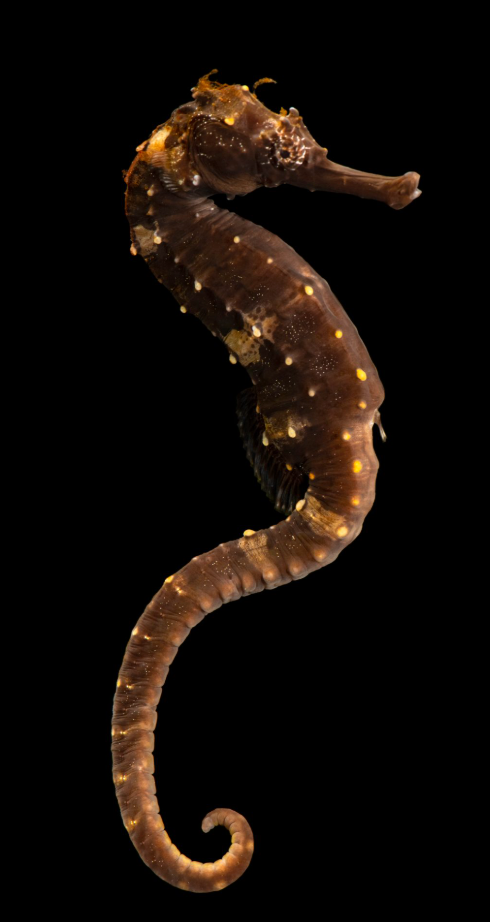 Tiger Tail Seahorse