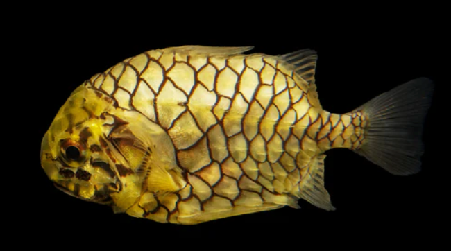 Pinecone Fish