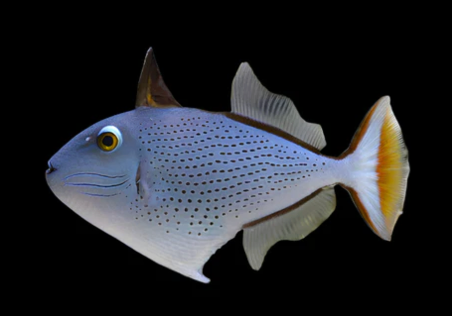 Sargassum Triggerfish