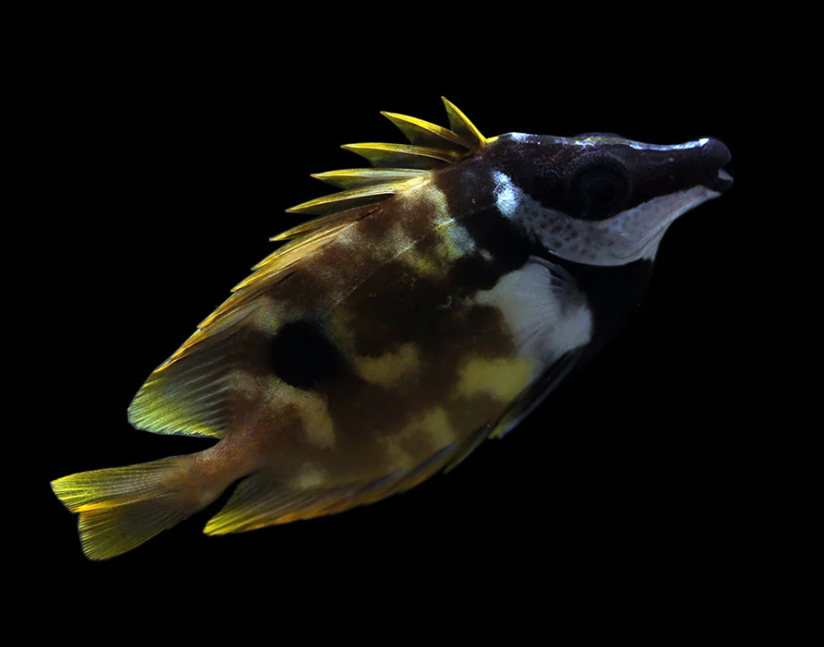One Spot Foxface Rabbitfish