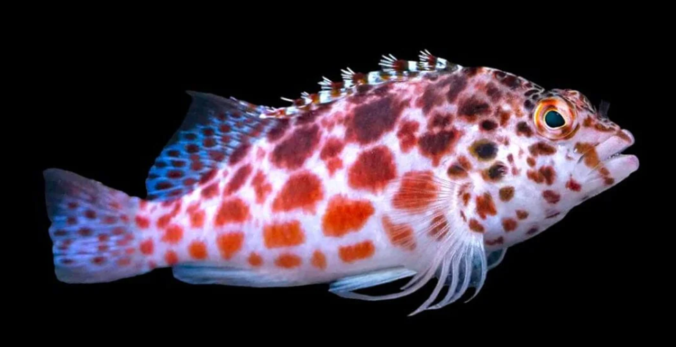 Twospot Hawkfish