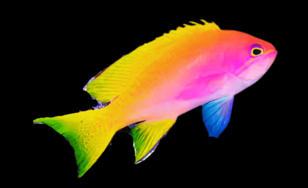 Resplendent Anthias