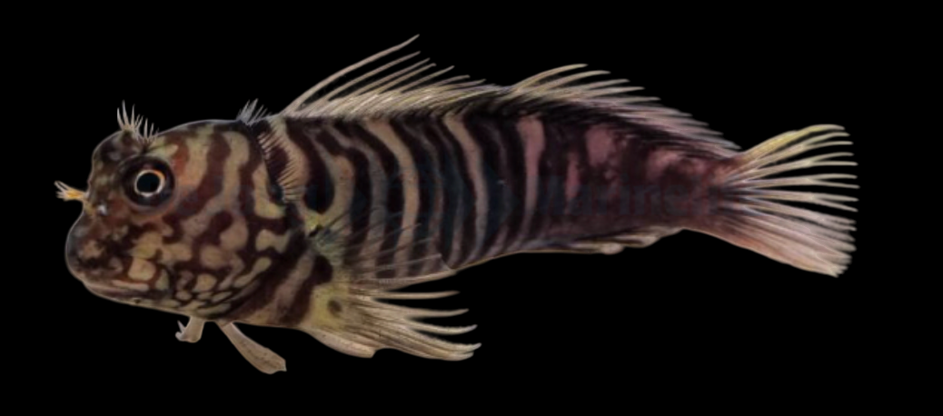 Barred Blenny