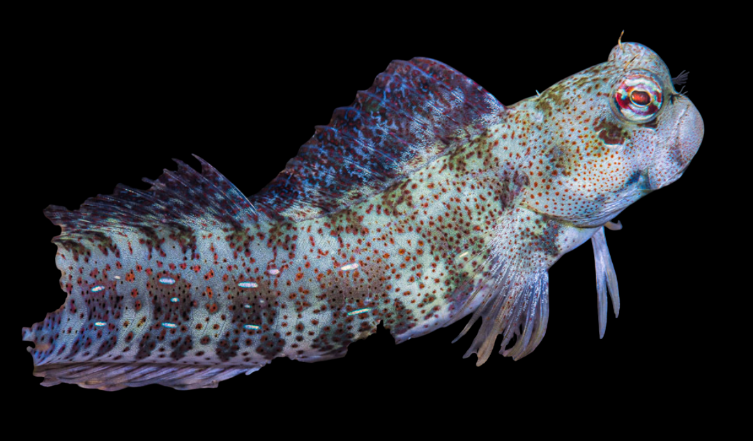 Blue Dashed Rockskipper Blenny