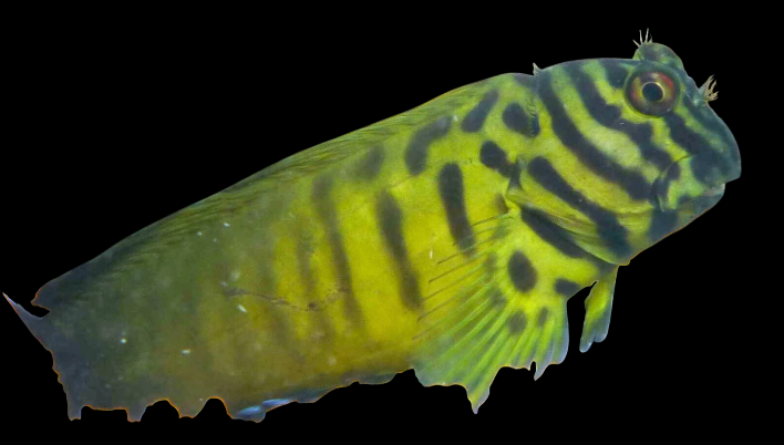 Chestnut Eyelash Blenny