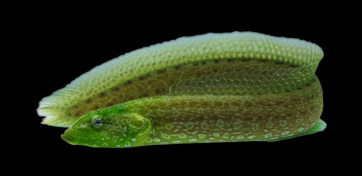 Green Wolf Eel Blenny