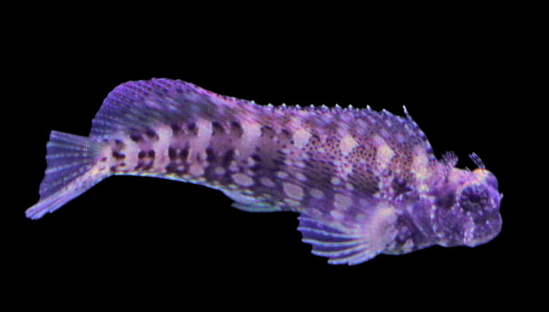 Lumphead Rockskipper Blenny