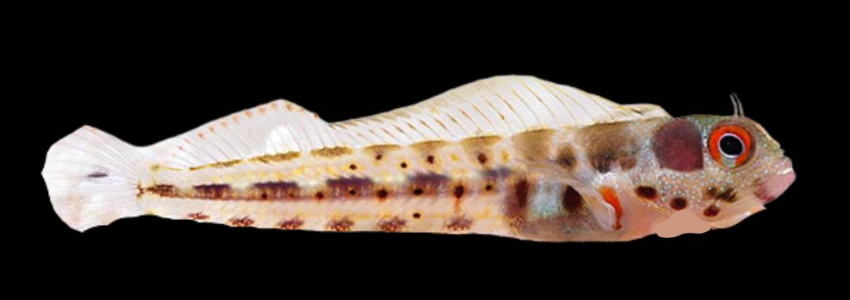 Panamic Barnacle Blenny