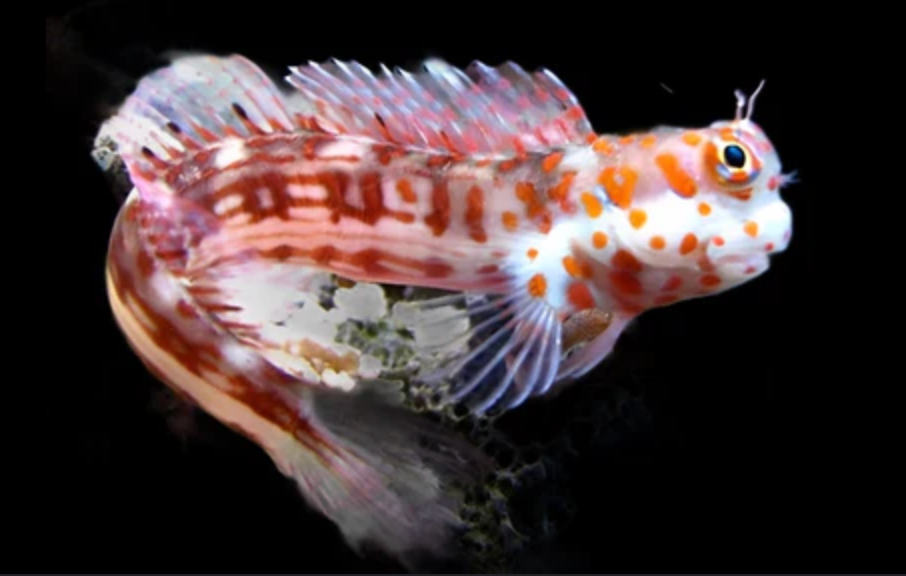 Red-Spotted Blenny