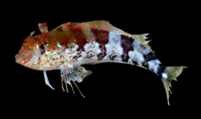 Saddle Blenny