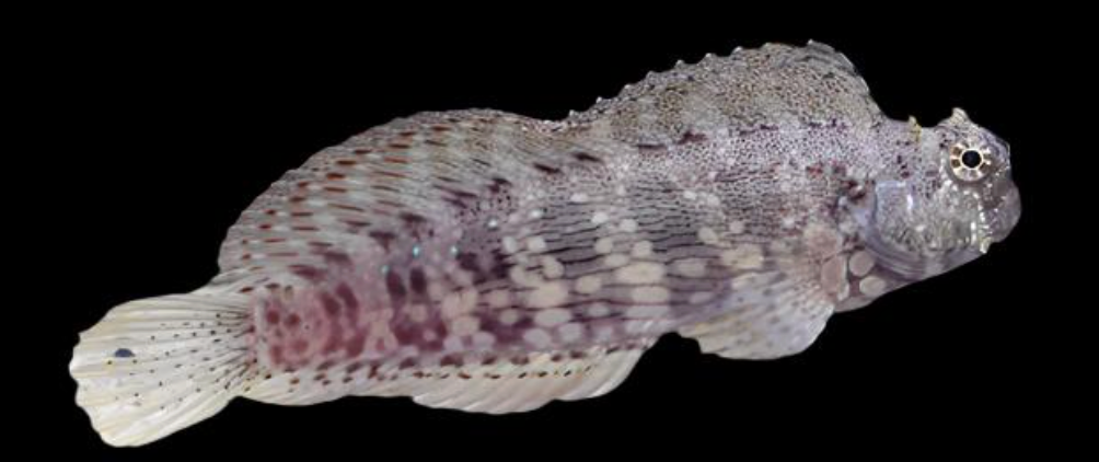 Sailfin Algae Blenny