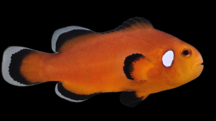 Nearly Naked Ocellaris Clownfish