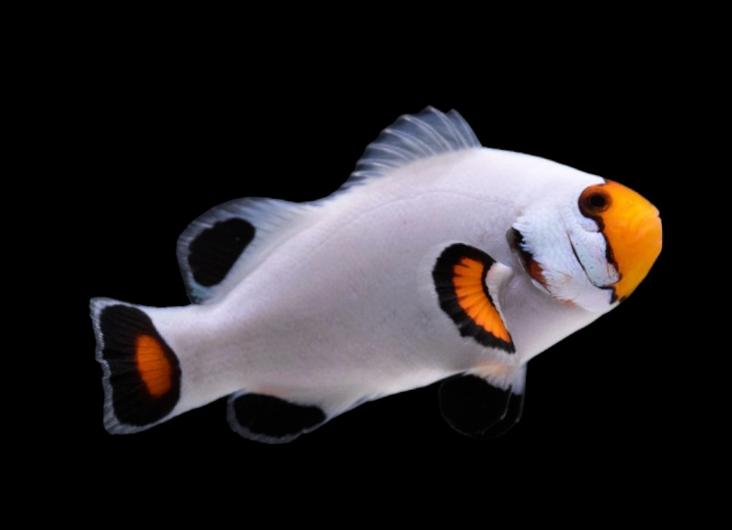Platinum Ocellaris