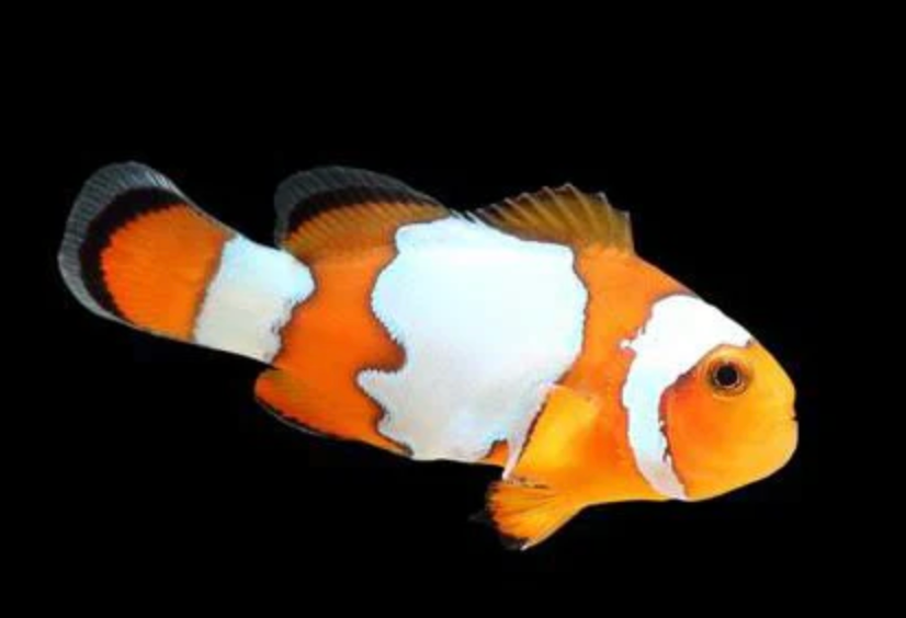 Snow Onyx Clownfish