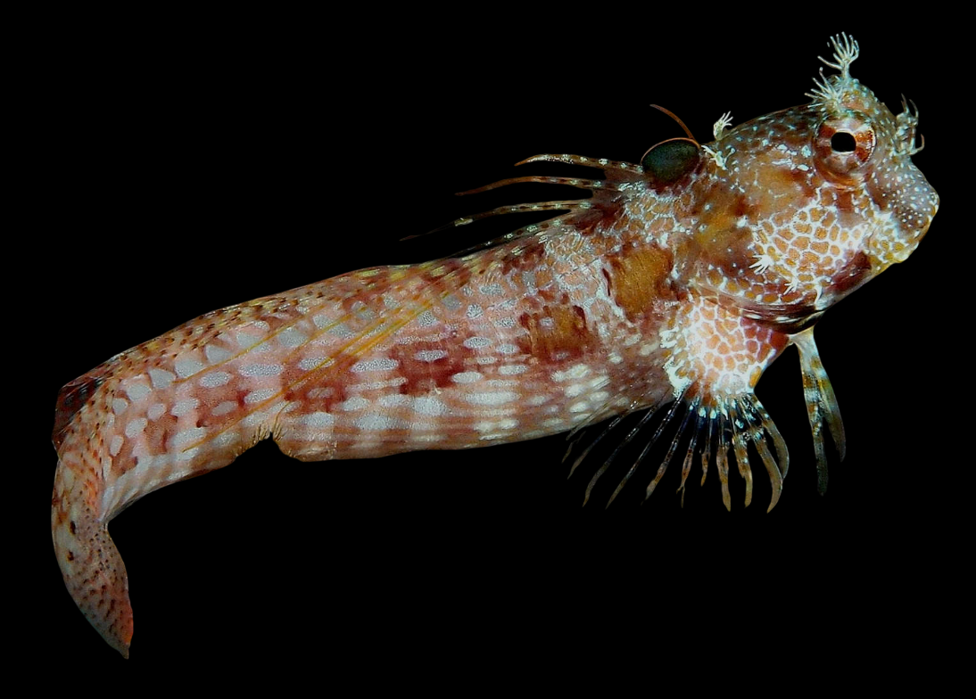 Triplespot Blenny