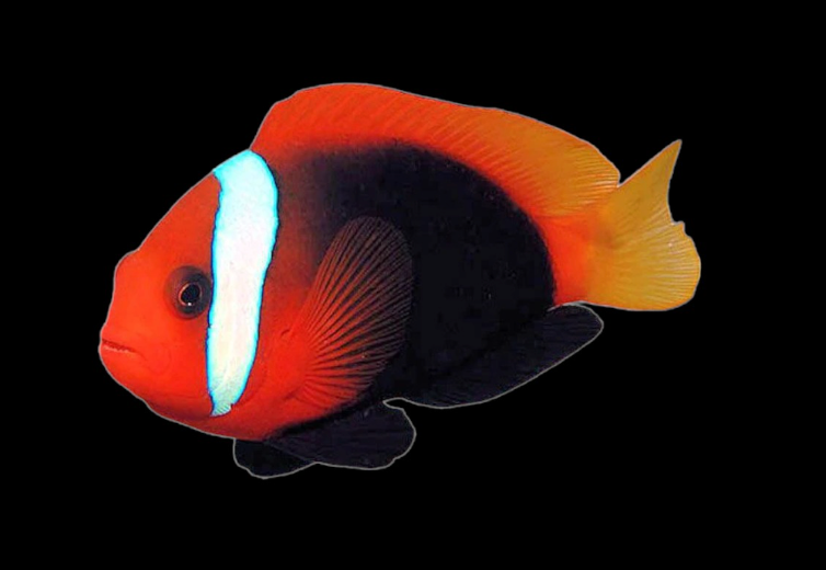 Tomato Clownfish