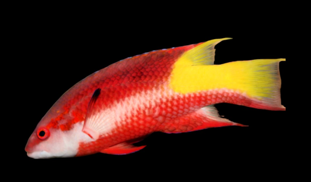 Cuban Hogfish