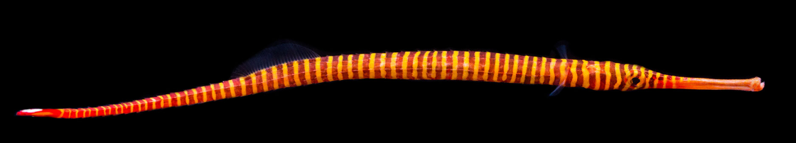 Multi Banded Pipefish